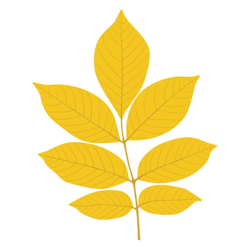 autumn ash leaf vector
