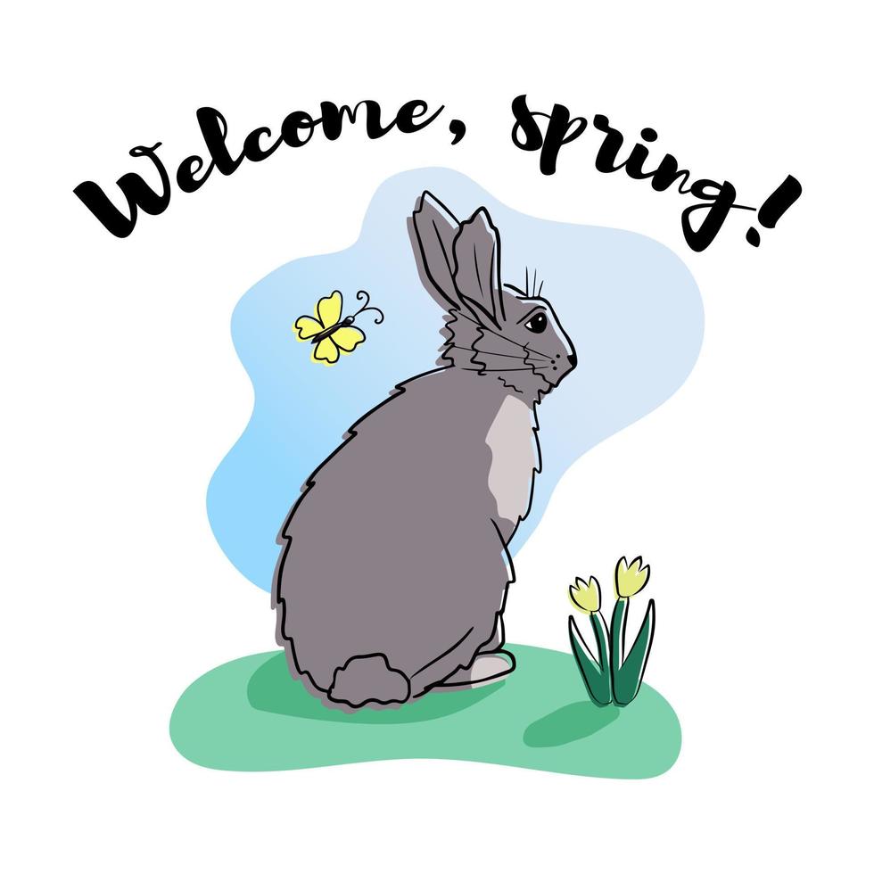 Shy grey hand drawn rabbit with tulips and butterfly. Lettering Welcome spring . Vector isolated illustration, cartoon flat character. Template for greeting card, crafting. Children print design