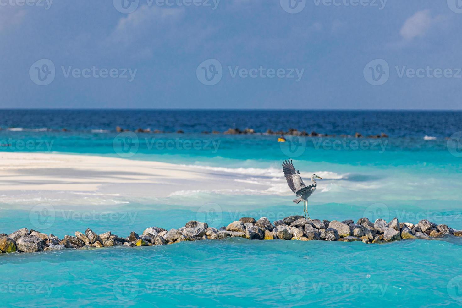 garza gris sentada sobre rocas en la laguna oceánica alrededor de las maldivas. paisaje de vida silvestre foto