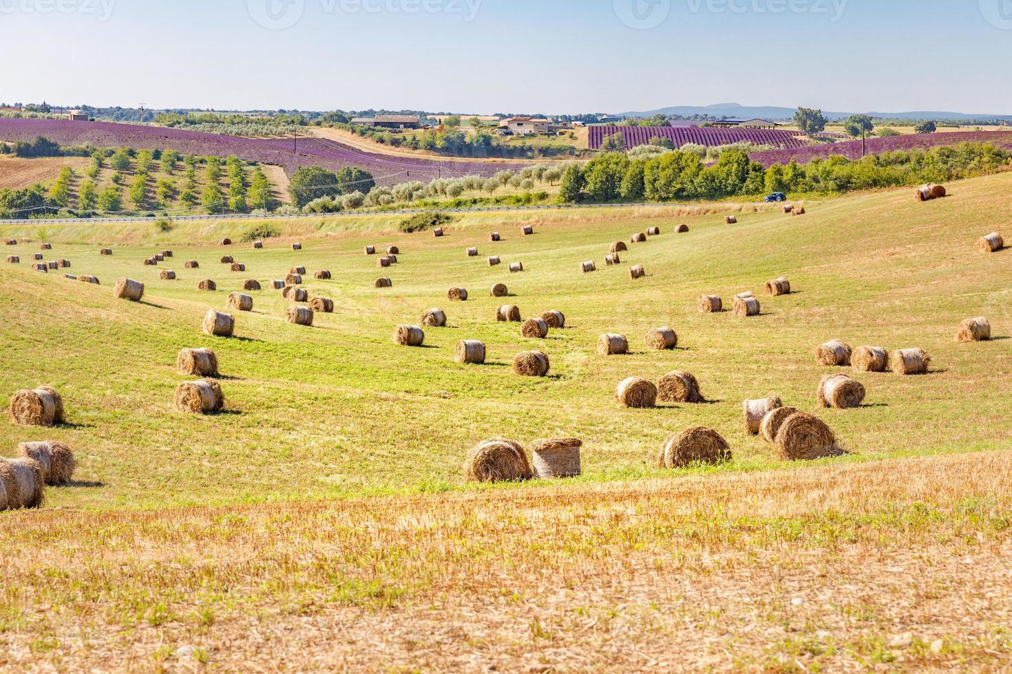 idílico paisaje agrícola de verano. soleada cálida luz del atardecer. increíble campo de lavanda en valensole en la hermosa región de provence en francia foto