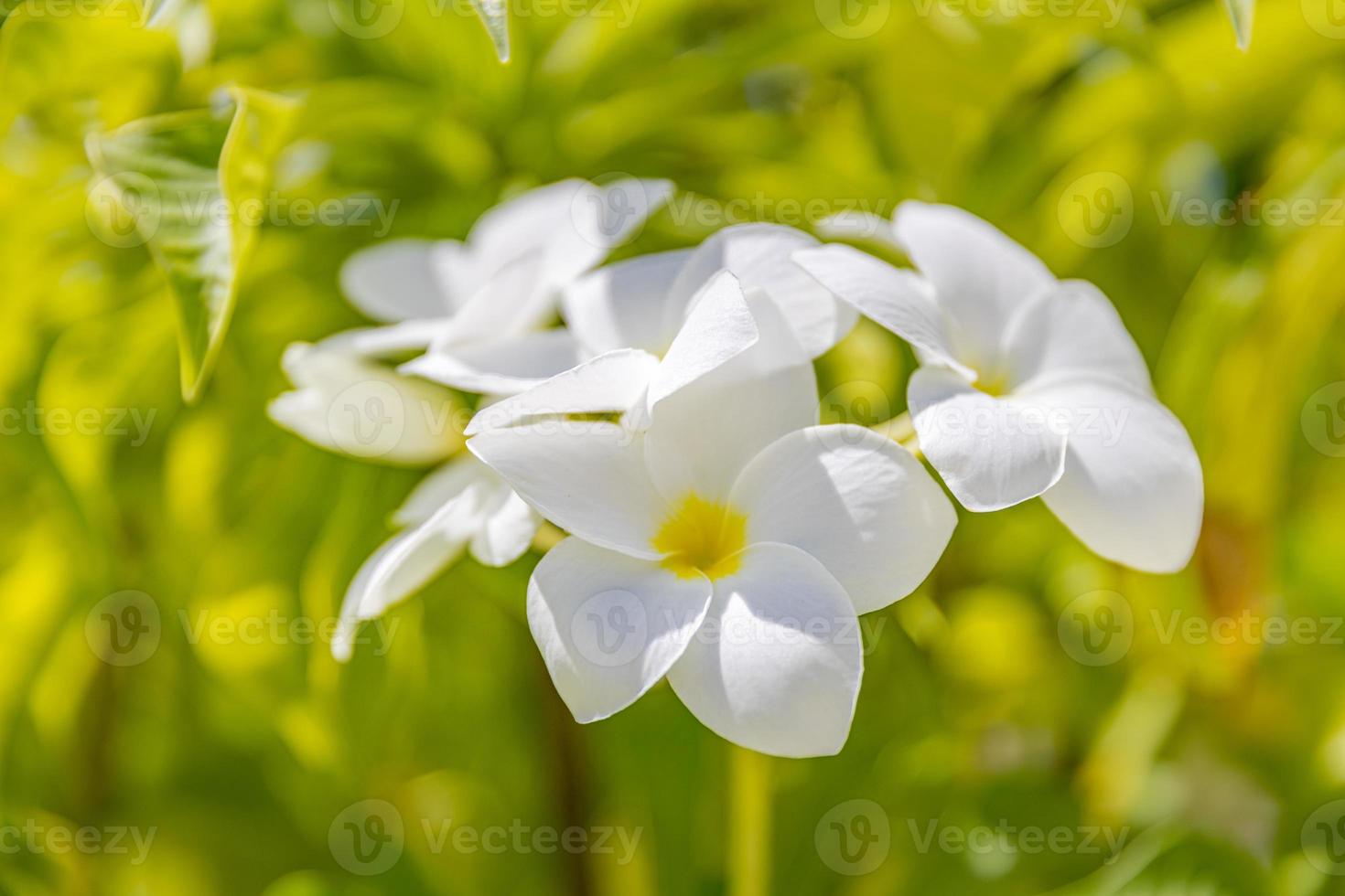 Beautiful white and yellow Plumeria. frangipani flowers, Frangipani on natural background. Concept Touching nature with relaxing and peaceful for spa meditation mood. photo