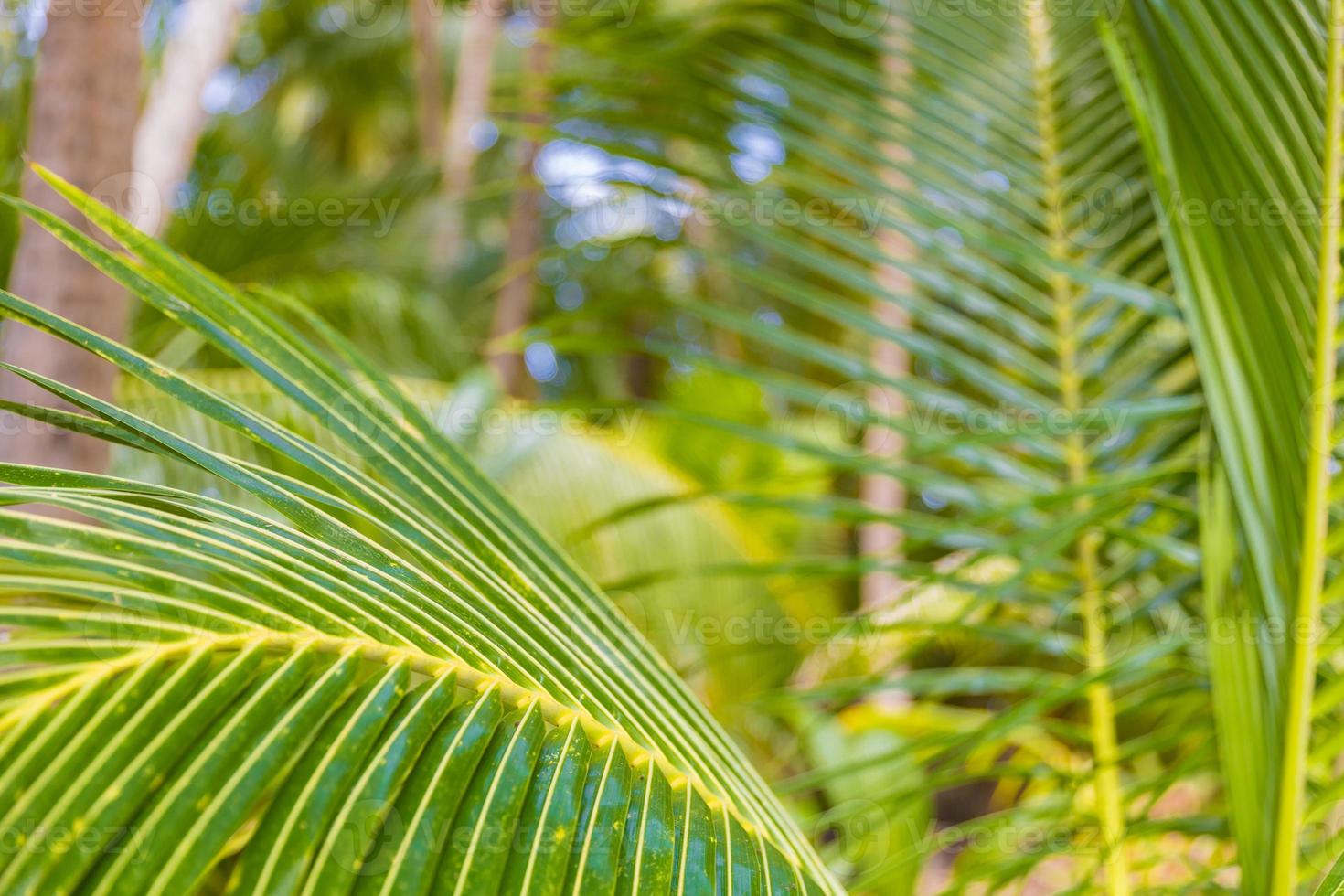 Fresh palm tree leaves. Tropical nature pattern photo