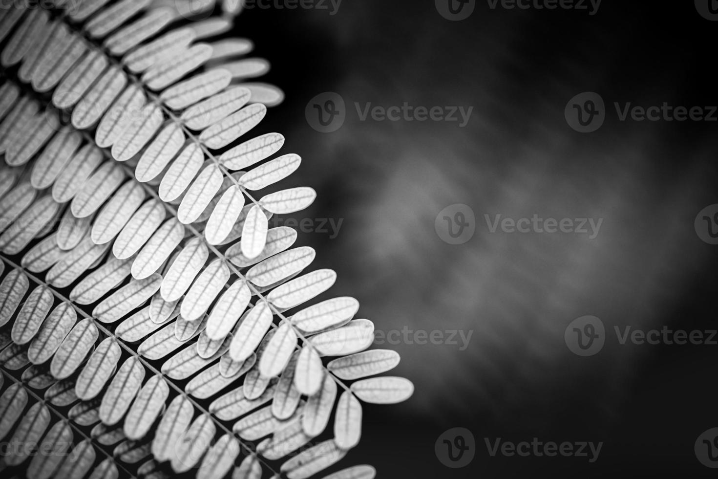 Artistic black and white process of tropical fern plant. Isolated on blurred black natural background photo