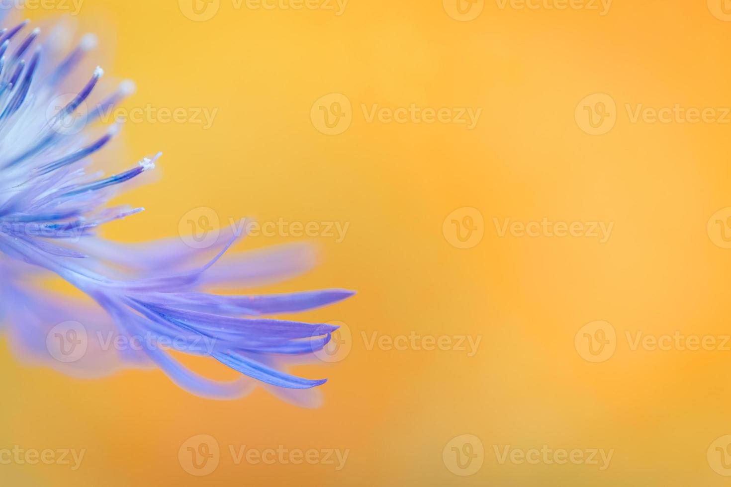 Abstract of purple petals of summer flower. Beautiful sunlight and peaceful blooming meadow flower. Artistic macro image on yellow background photo