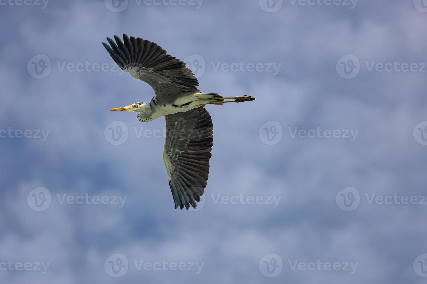 Flying Great Blue Heron with open wings on a sunny day with blue sky background. Relaxing wildlife view photo