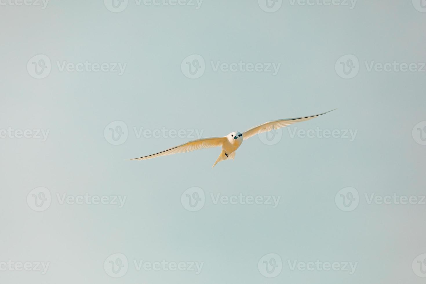 Seagulls flying on a clear sky, freedom animal conceptual photo