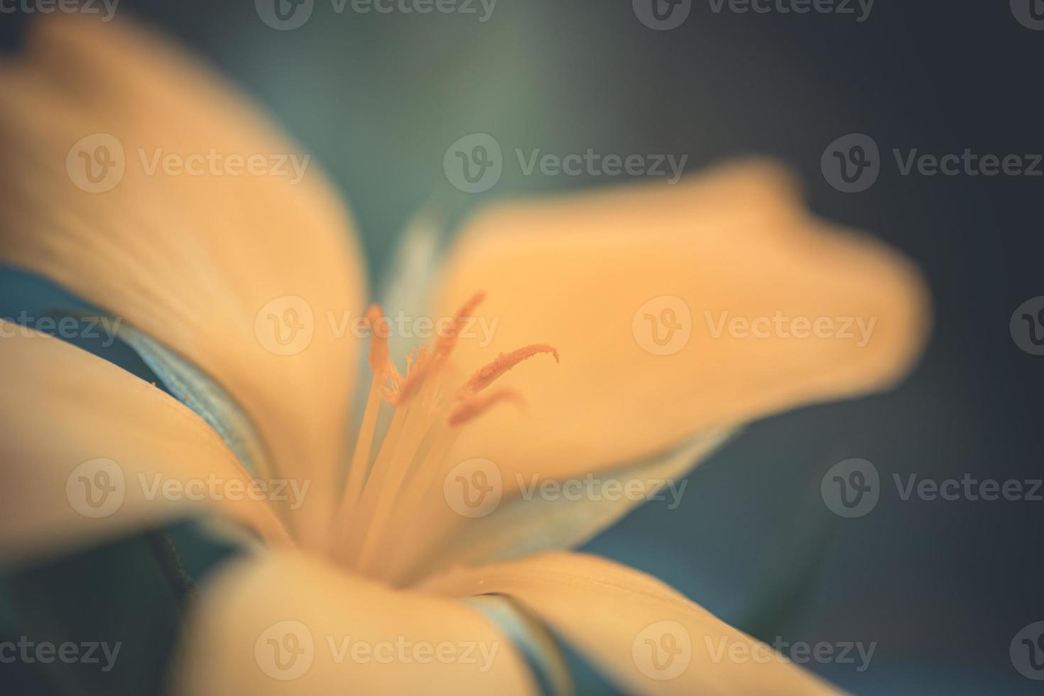 flor de colores sobre fondo de naturaleza de follaje tropical oscuro. primer plano de flor amarilla suave, escena artística brillante de la naturaleza foto