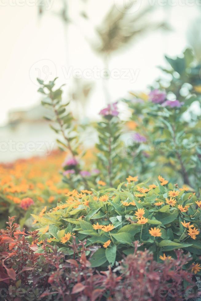 Blurred tropical flower garden, natural soft sunlight. Bright closeup nature, artistic colors and post process photo