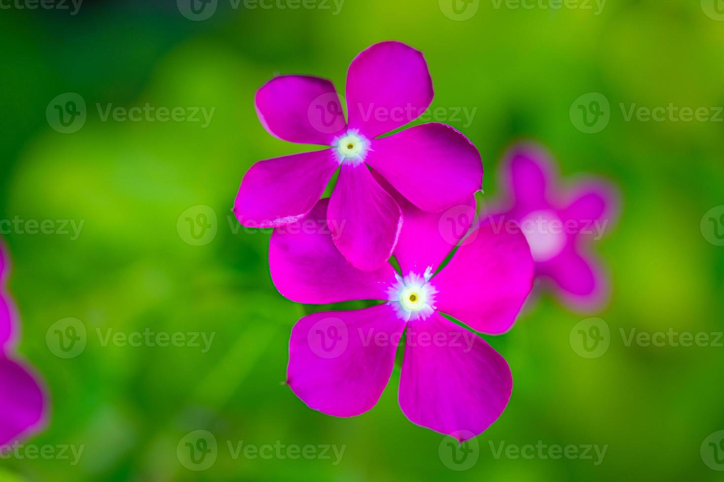 Pink purple small wild flower on blurred green grass background. Peaceful nature closeup, beautiful sunny flowers photo
