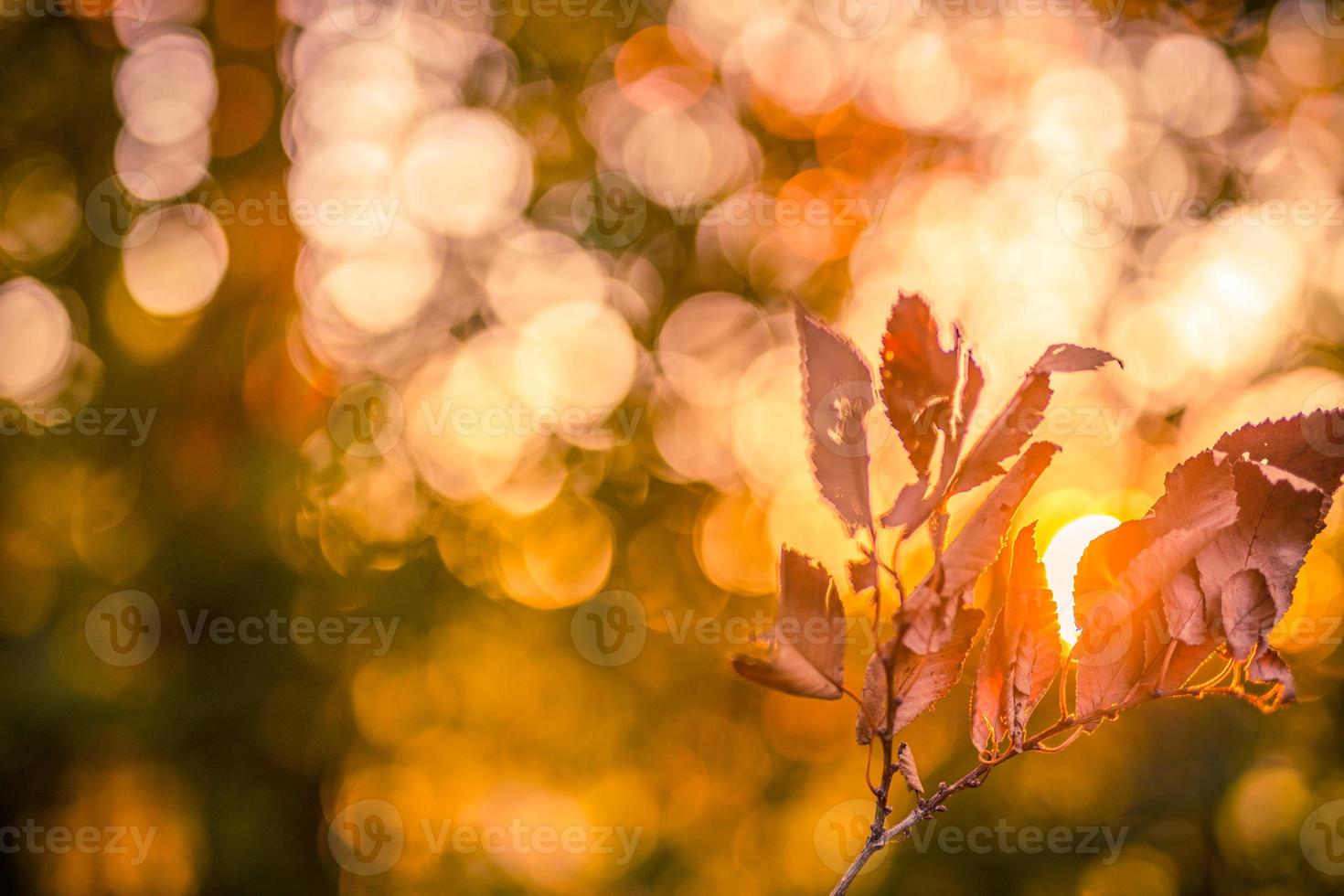 Autumn leaves on the sun. Fall blurred background. Dry leaves, sun rays, peaceful autumn fall nature scene photo