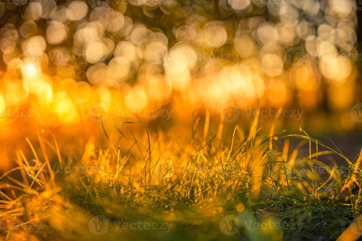 hermoso primer plano primavera verano naturaleza paisaje con pradera de hierba al atardecer. fondo de hierba de puesta de sol de rayos abstractos. fondo de bosque borroso con espacio de copia. concepto de ecología y naturaleza. foto