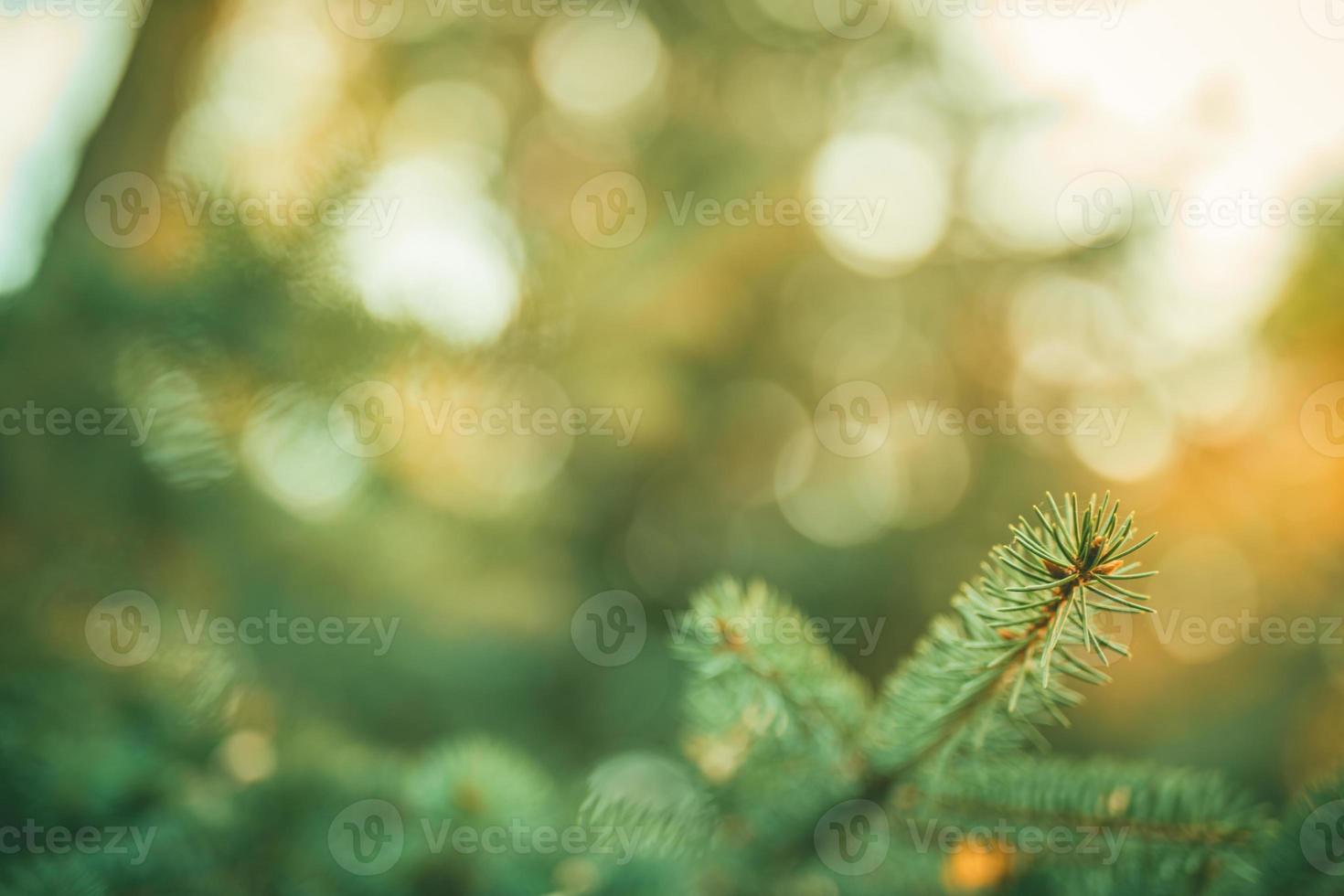 Pine tree closeup, young shoots on the branches of spruce. Beautiful nature background on blurred bokeh scene, sun rays and green environment photo