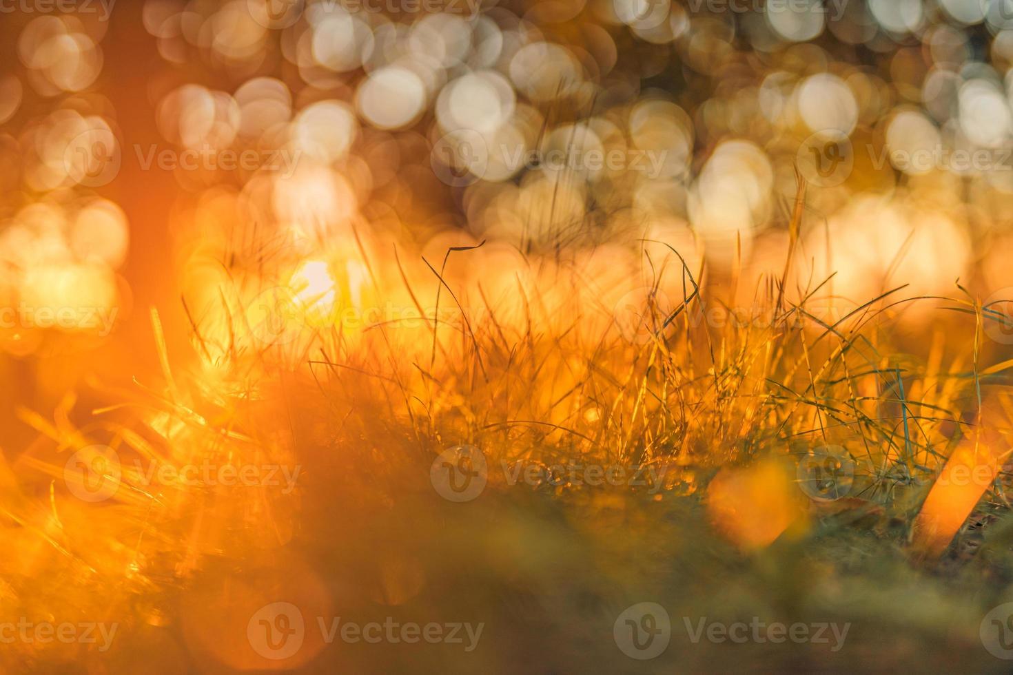 Beautiful closeup spring summer nature landscape with sunset grass meadow. Abstract rays sunset grass background. Blurred forest background with copy space. Ecology and nature concept. photo