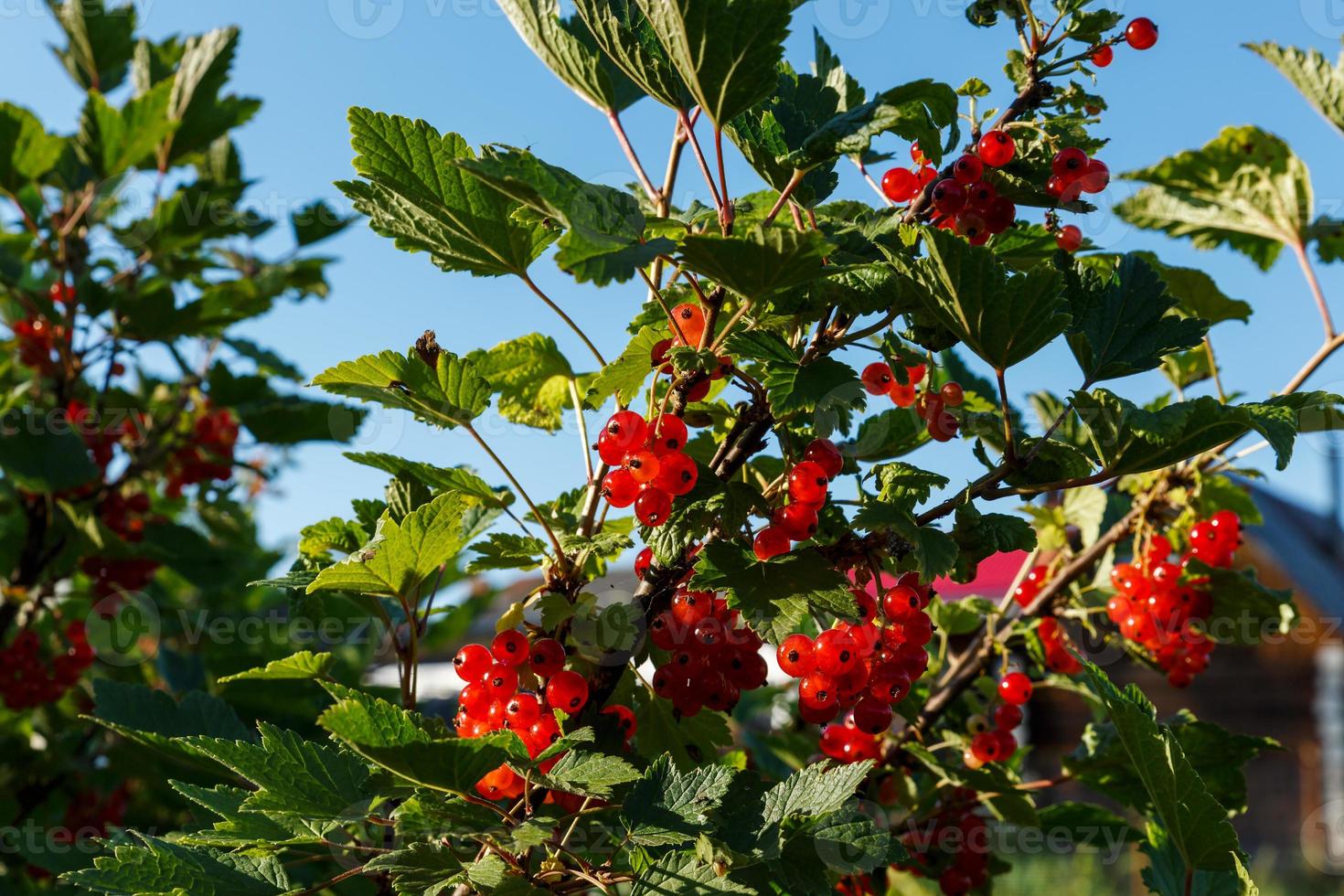 red currants on a branch. Red currant bush in the garden. Ripe red currant berries. photo