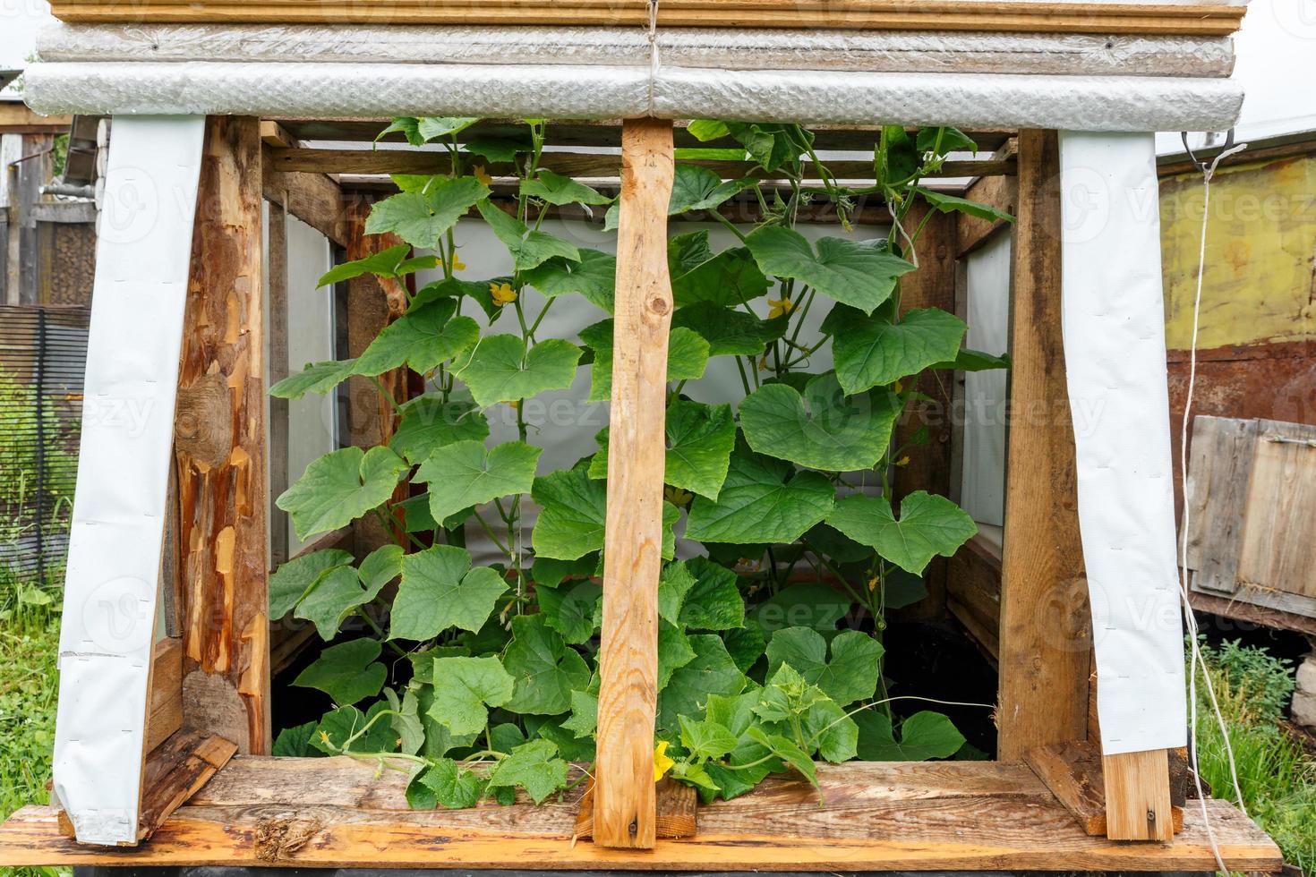 A small greenhouse for cucumbers in the kitchen garden. photo