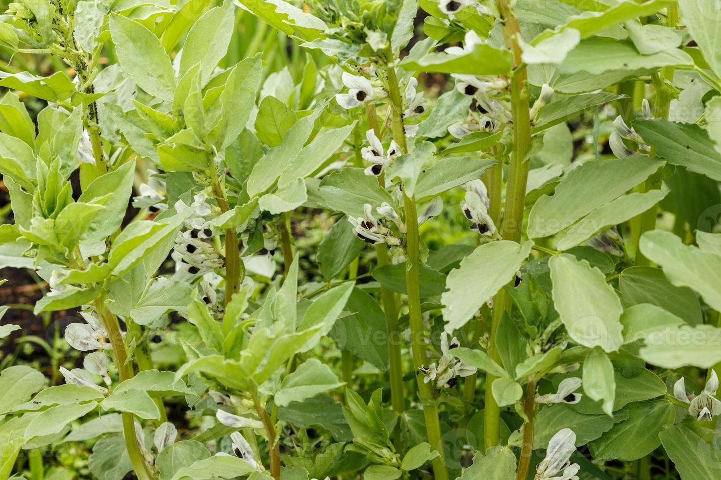 Broad bean blossom in the garden. The green plant pods grows in the