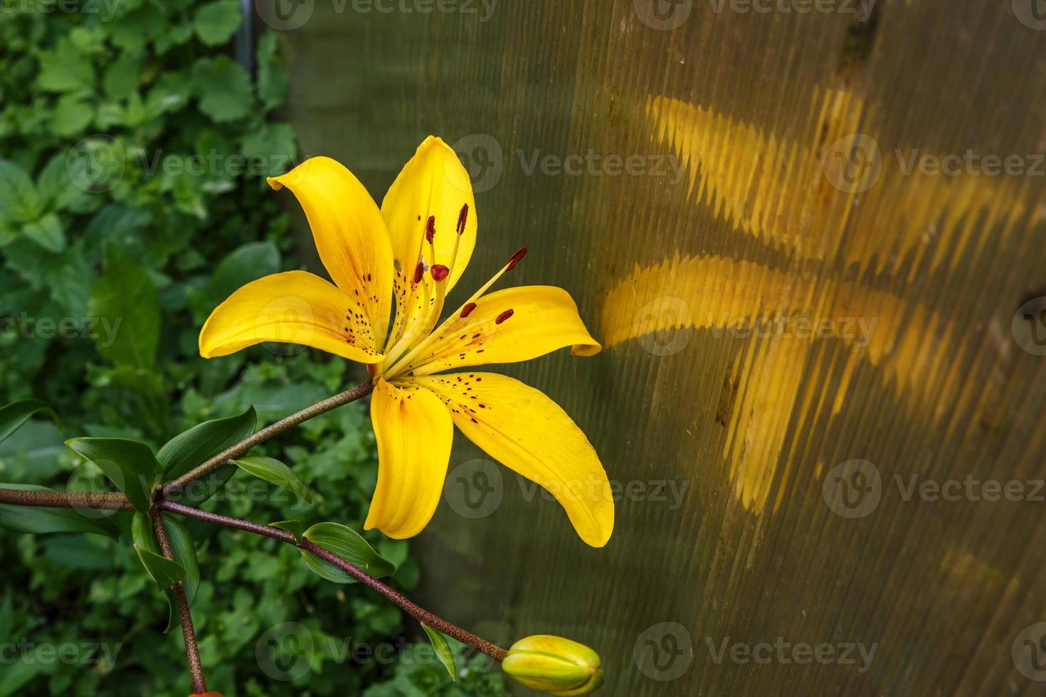 Flower in the garden. Lilium. The yellow Lily flower grows next to the greenhouse. photo