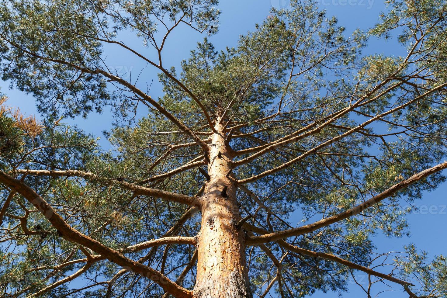 Pine tree, bottom view of tall old tree with sunlight. Blue sky in the background. photo
