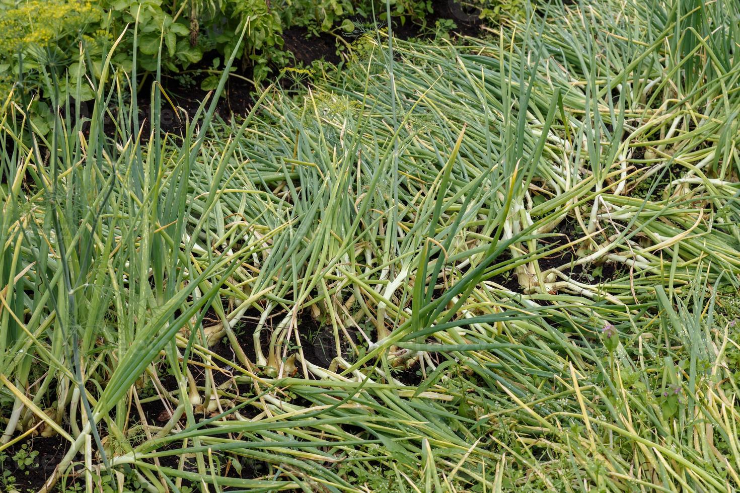 Green onions in the garden bed. Water drops on onion leaves after rain