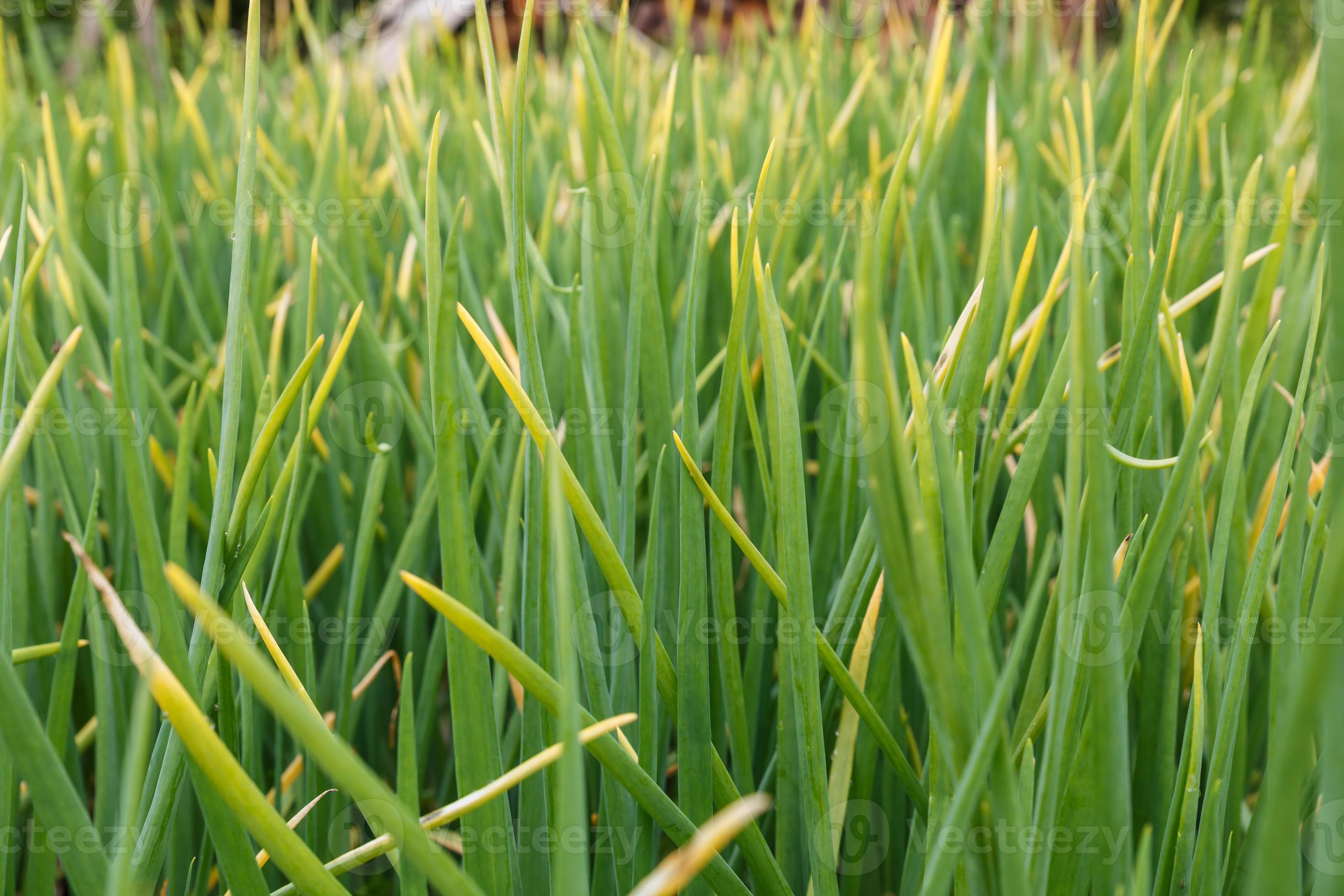 Dry leaves of onions after drought. Ripe onions on a garden bed