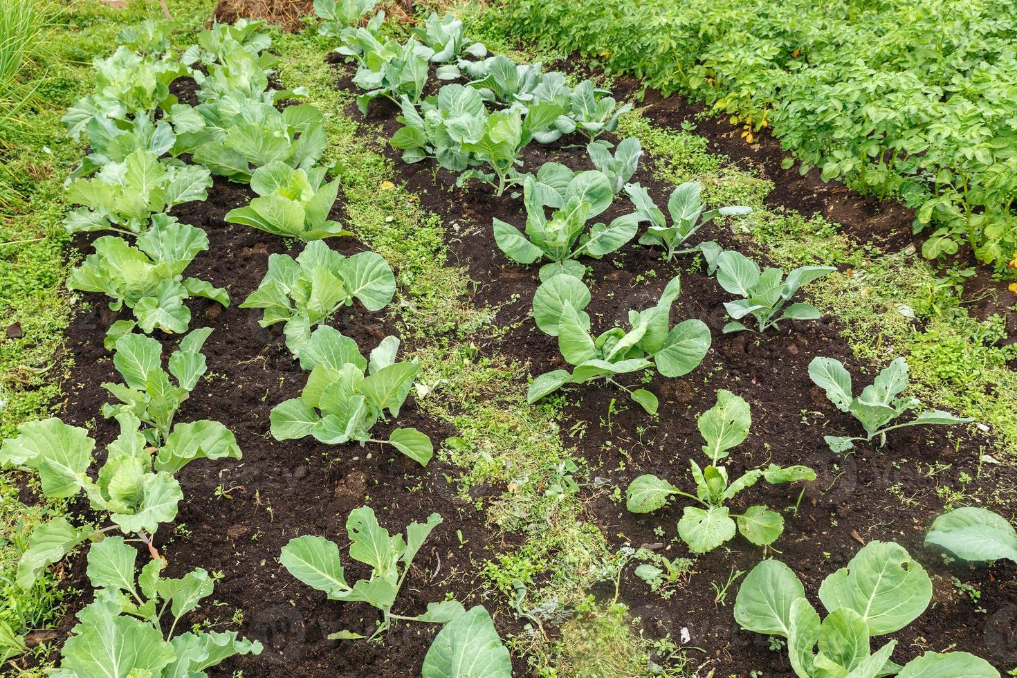 Brassica oleracea. Cabbage heads grow in the garden photo