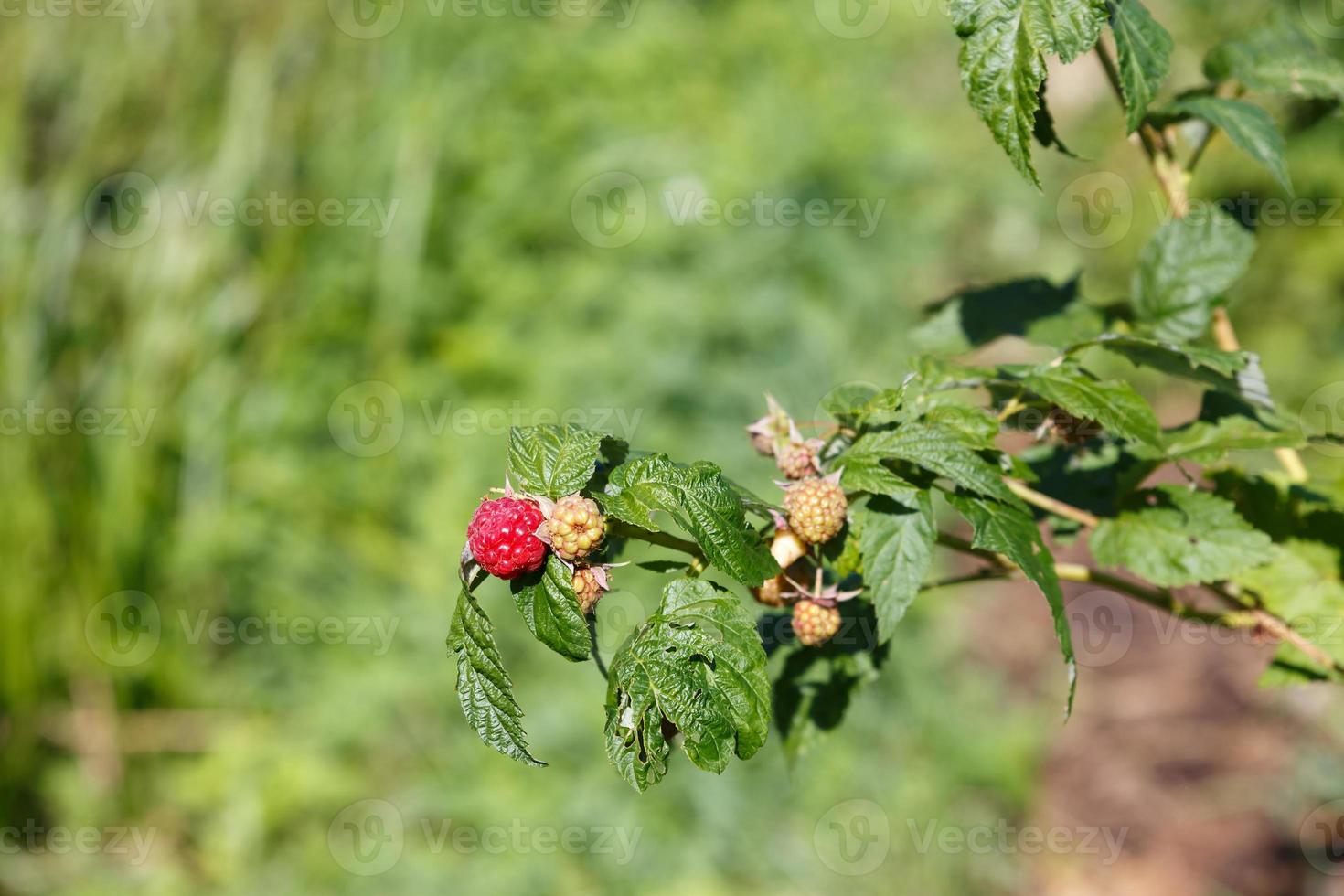 Red raspberries on a branch photo