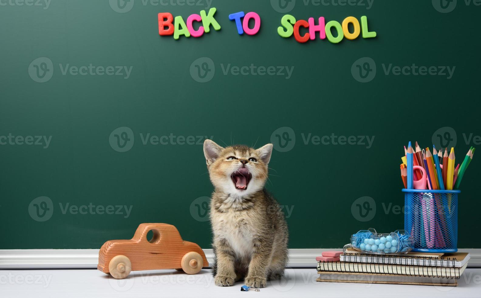 cute kitten scottish chinchilla sitting with open mouth on a book on a background of green chalk board and stationery photo
