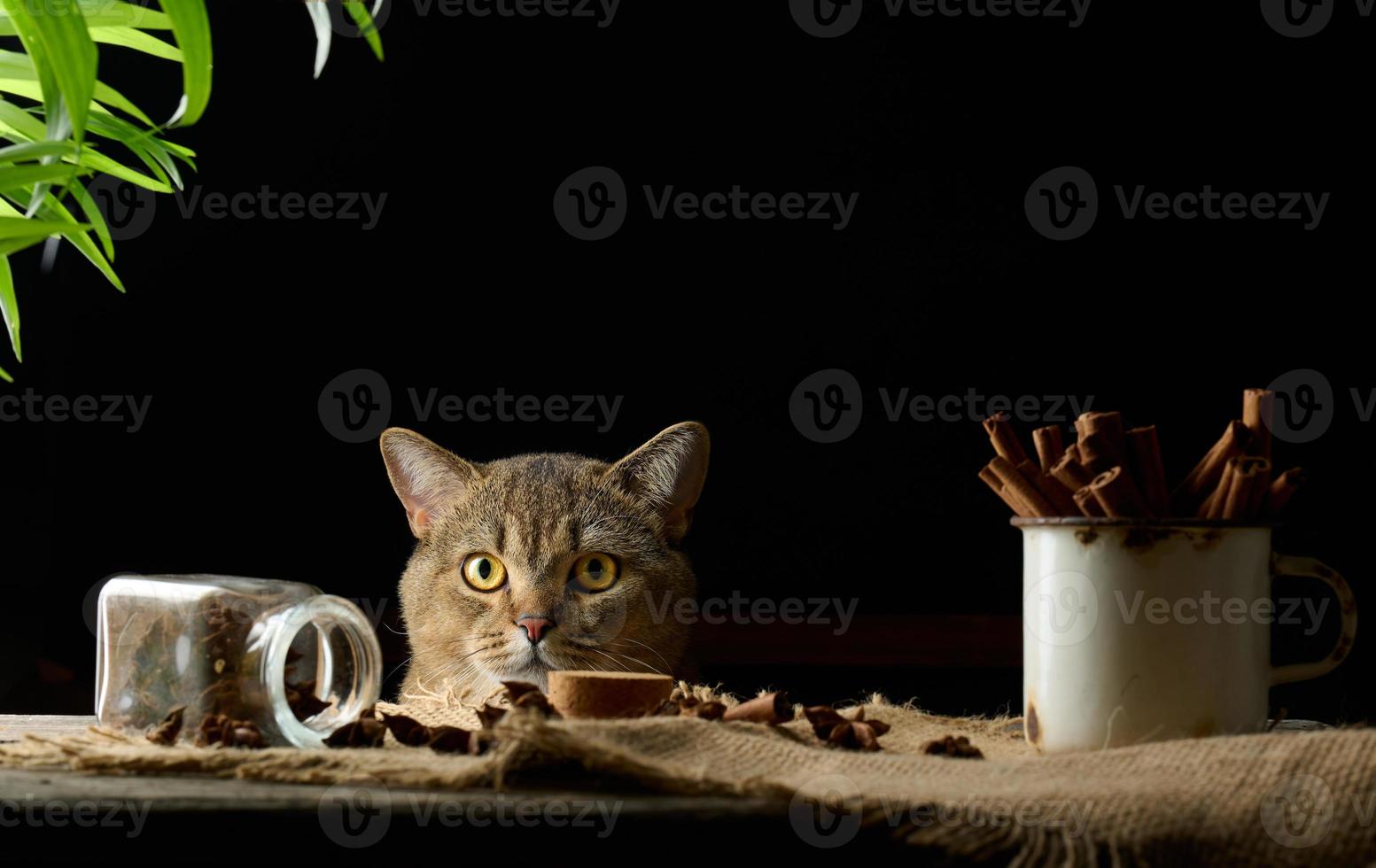 cute gray cat looks out from the table, black background. The animal looks at the camera photo