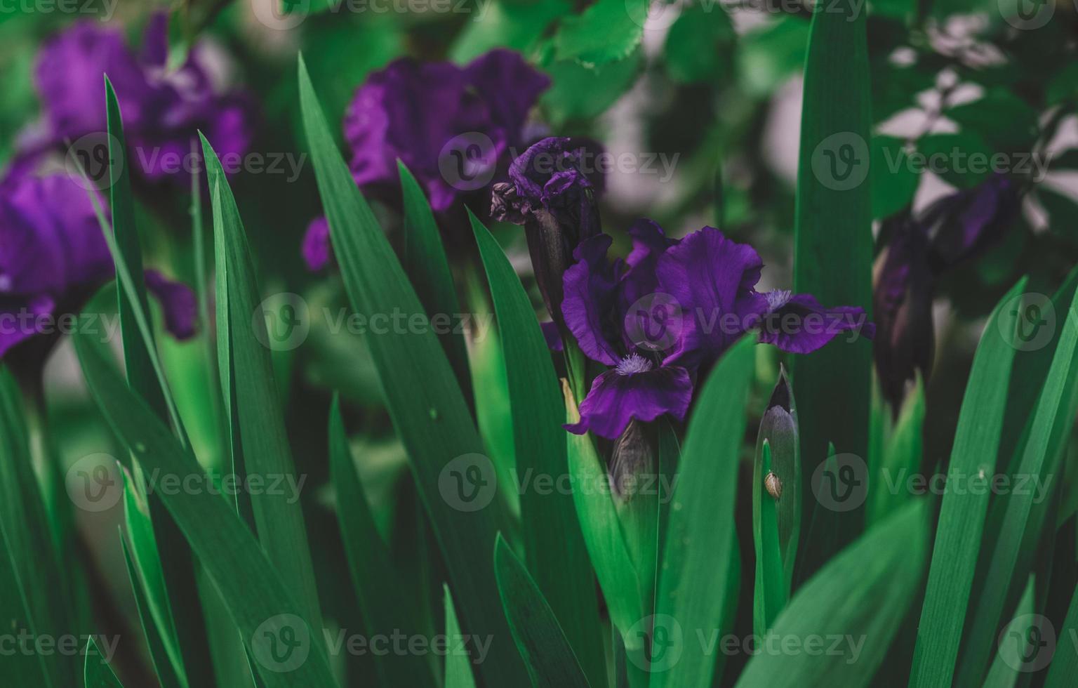 Growing purple irises with green leaves in the garden photo