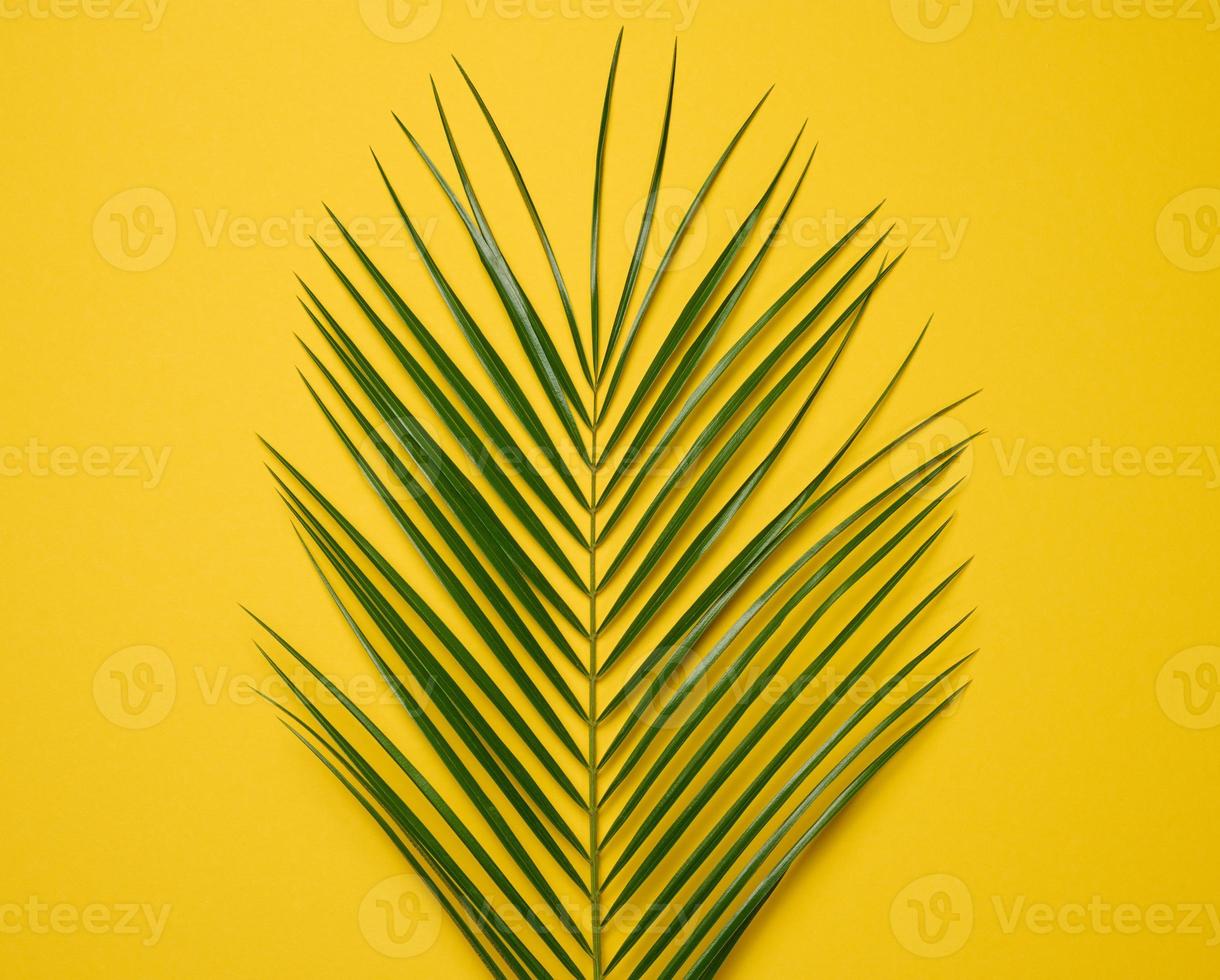 green leaf of palm tree on yellow background. View from above photo