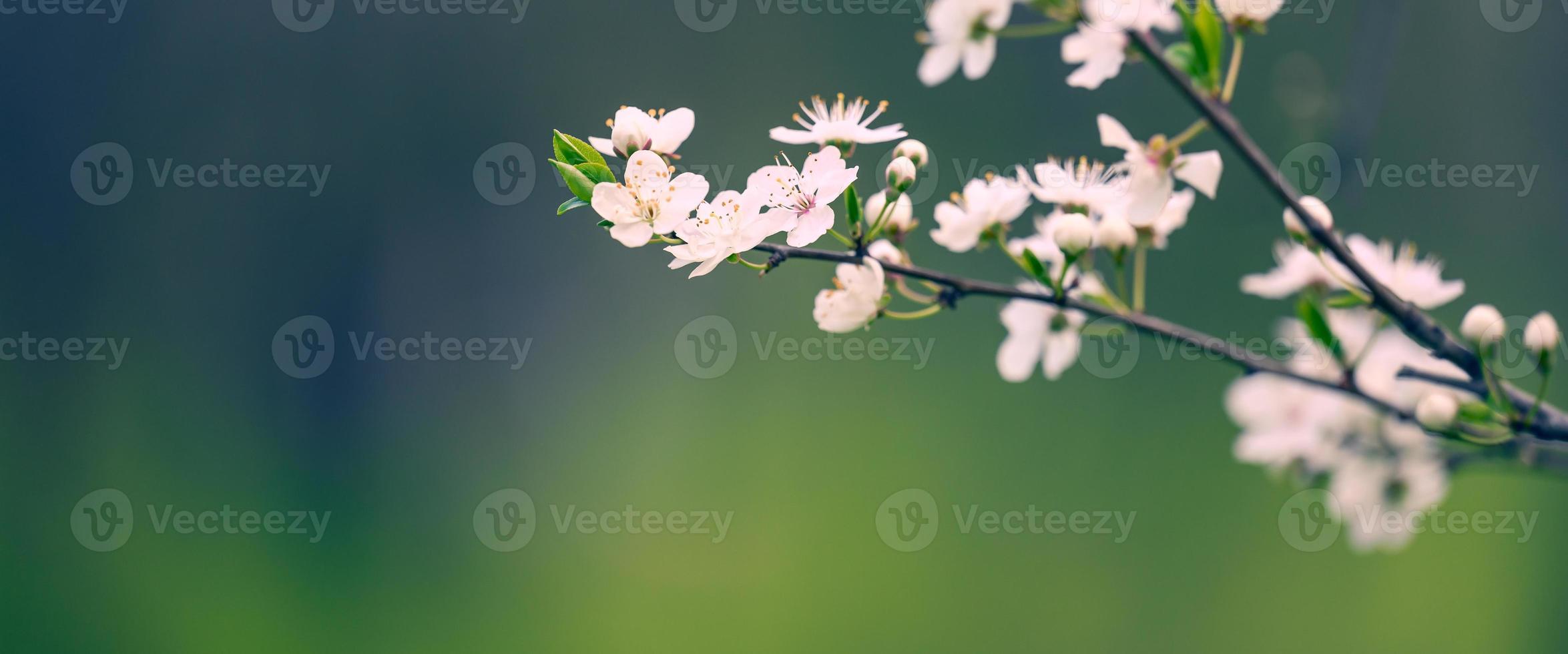 plum branch with white flowers in the park, selective focus photo