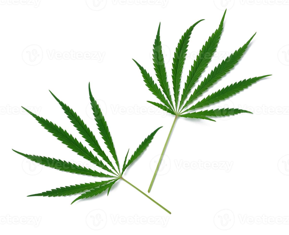 Green cannabis leaf on a white isolated background, top view photo