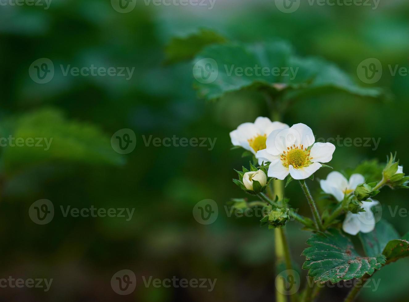 Strawberry bush with green leaves and white flowers in vegetable garden, fruit growing photo