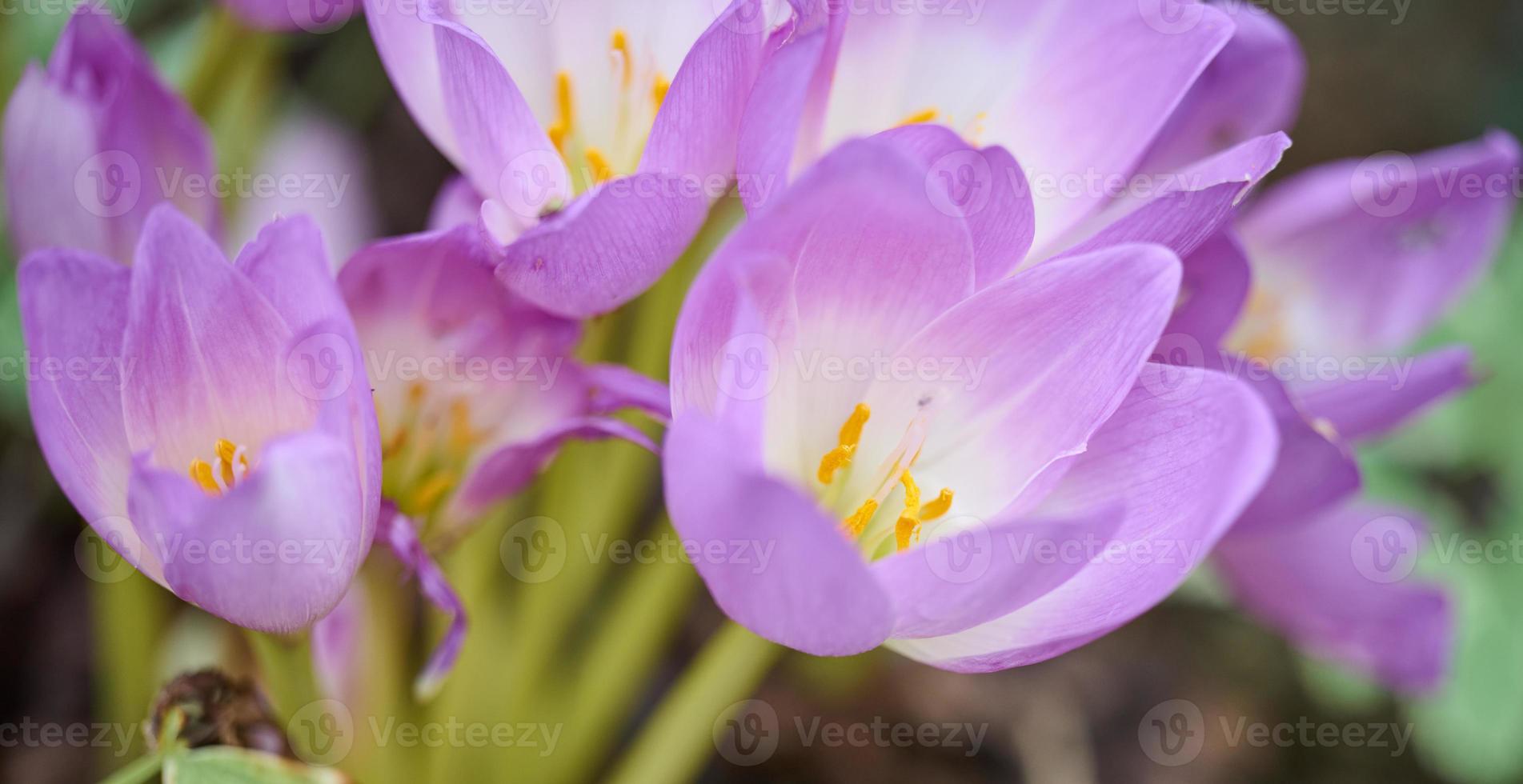 purple flowering crocus, close up photo