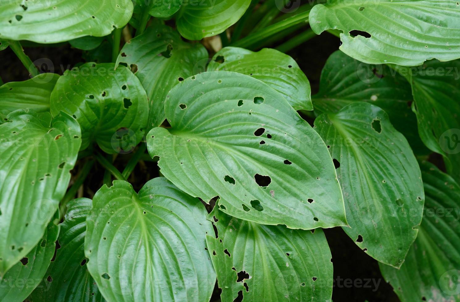 las hojas verdes de la planta son comidas por babosas. plagas de jardín foto