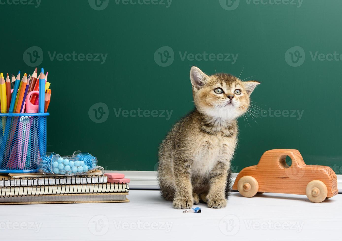 cute kitten scottish golden chinchilla straight sitting, background of green chalk board photo