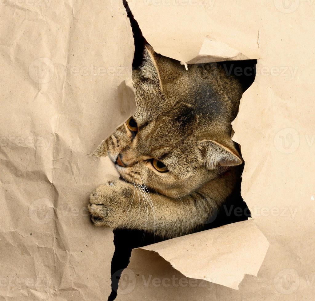 adult gray British straight-eared cat peeking out of a hole in brown paper, funny muzzle photo