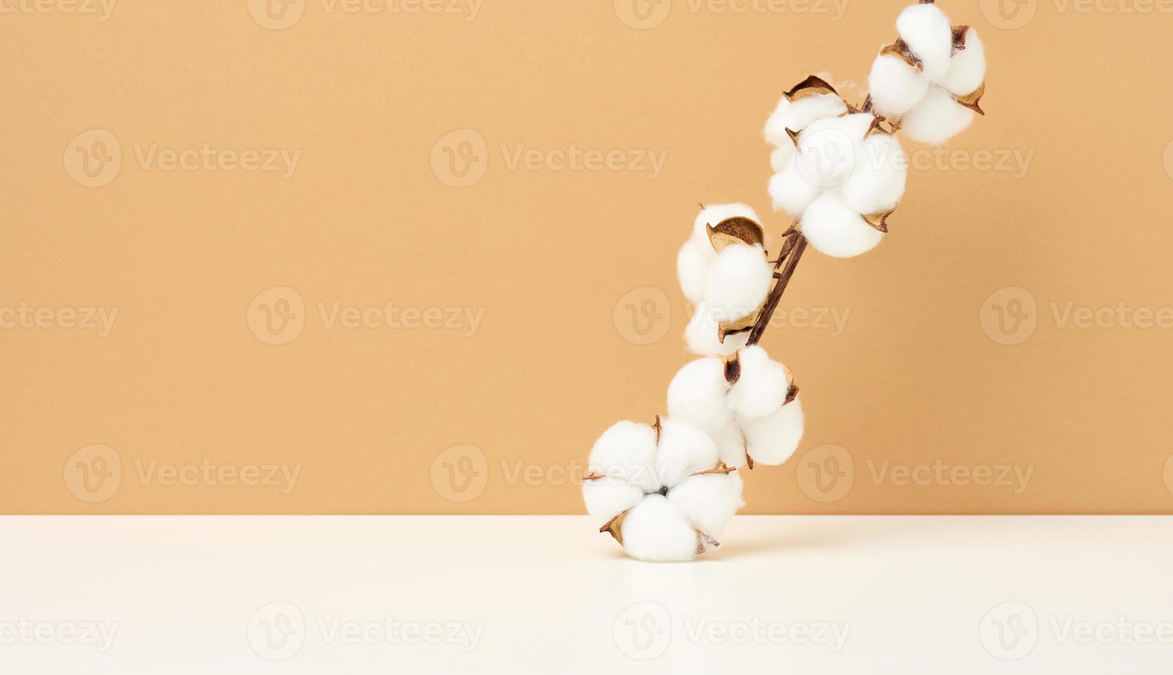 Cotton flower on pastel beige paper background, overhead. Minimalism photo