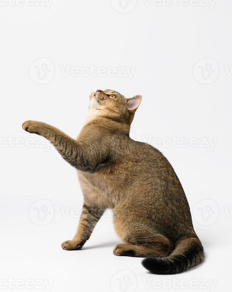 an adult gray Scottish straight cat sits on a white background photo