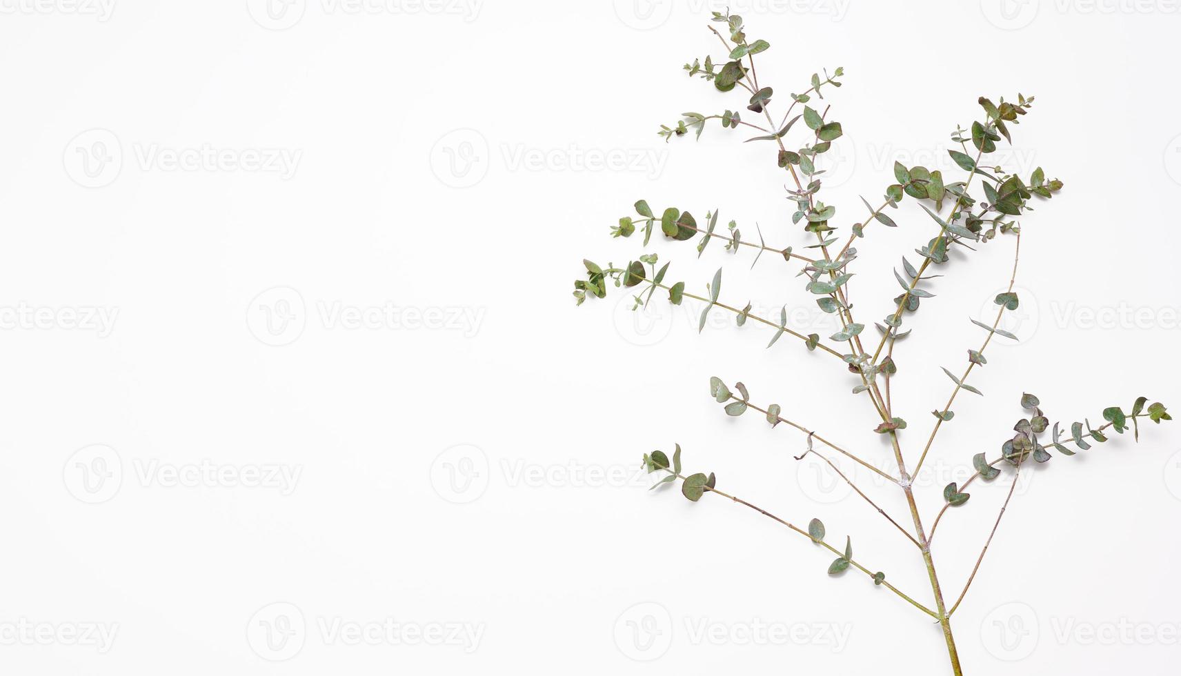 rama de eucalipto fresco con hojas verdes sobre un fondo blanco. vista desde arriba foto