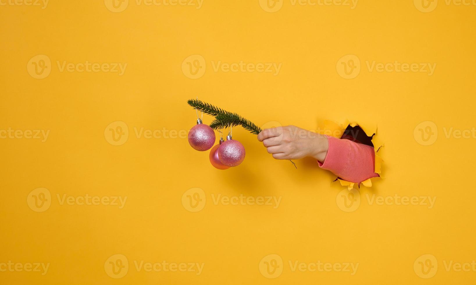 female hand holds a round green branch of pine needles with Christmas shiny pink balls. A part of the body is sticking out of a torn hole in a yellow paper background. Christmas and New Year photo