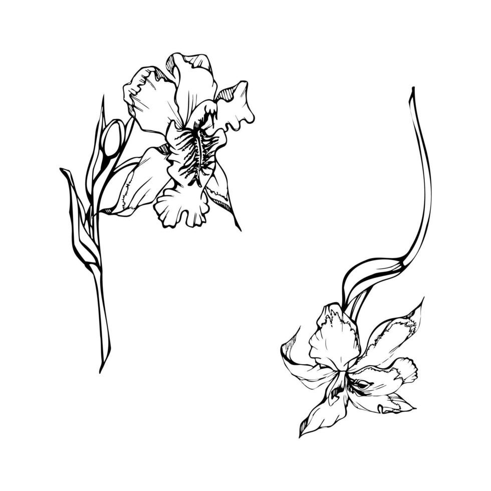 Hand drawn vector ink orchid flowers, stems, leaves, monochrome, detailed outline. Composition with branches. Isolated on white background. Design for wall art, wedding, print, tattoo, cover, card.