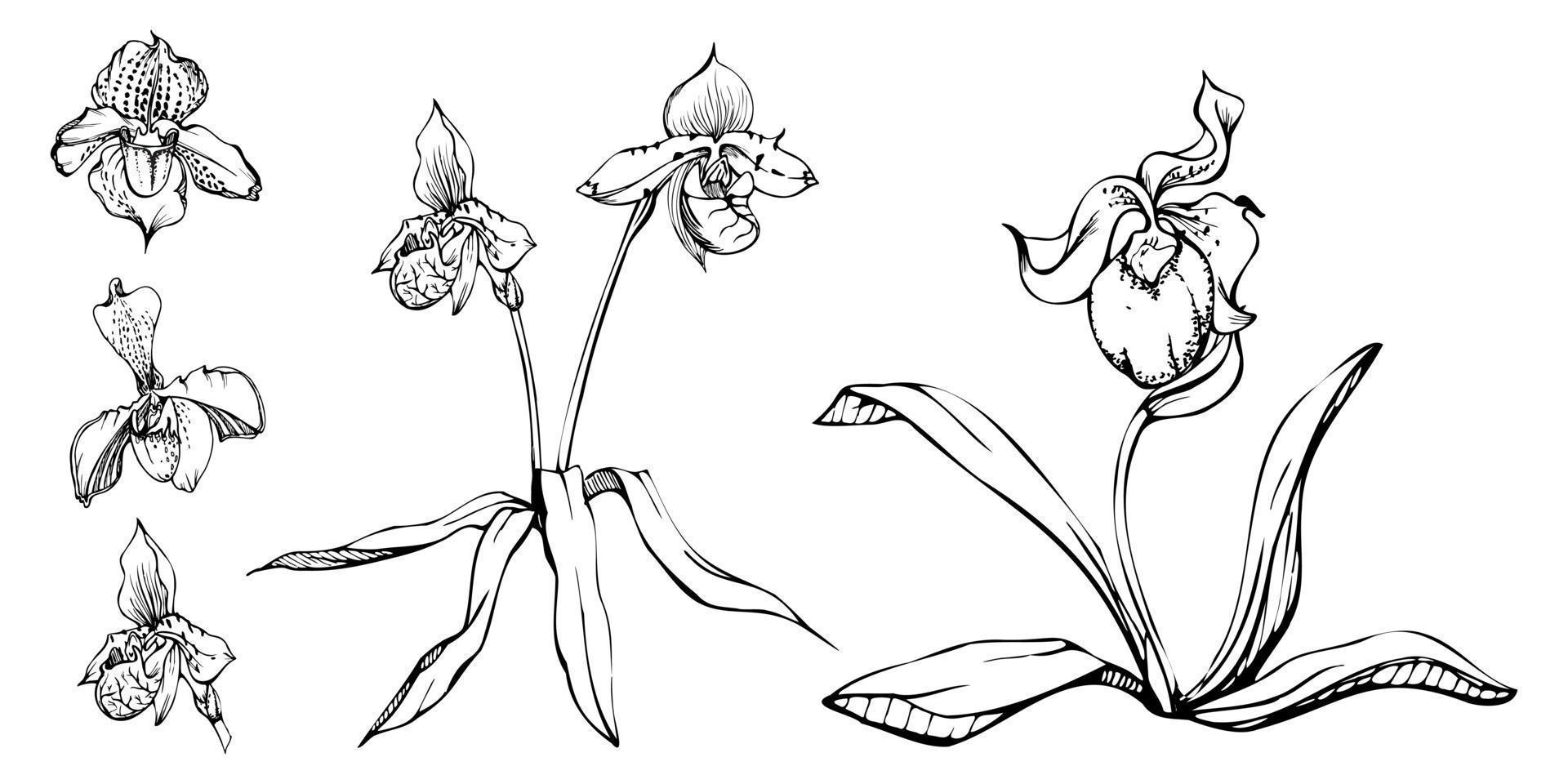 Hand drawn vector ink orchid flowers, stems, leaves, monochrome, detailed outline. Composition with branches. Isolated on white background. Design for wall art, wedding, print, tattoo, cover, card.