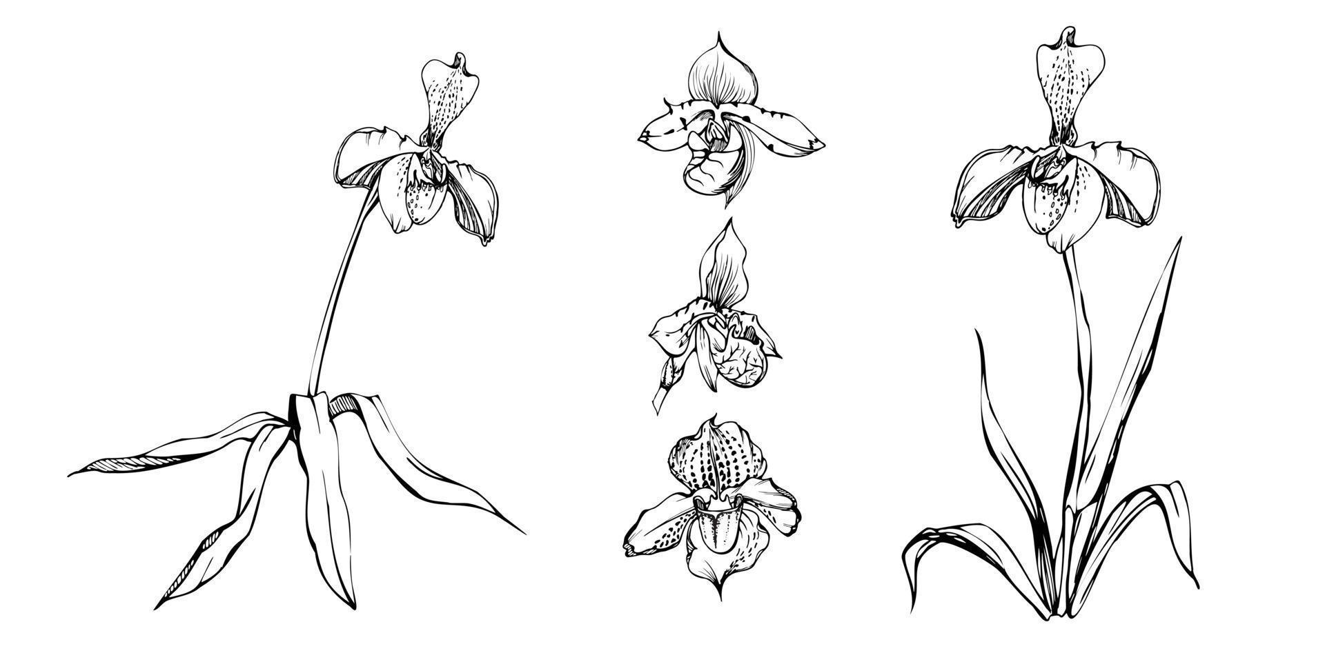 flores de orquídeas de tinta vectorial dibujadas a mano, tallos, hojas, monocromo, esquema detallado. composición con ramas. aislado sobre fondo blanco. diseño para arte mural, boda, impresión, tatuaje, portada, tarjeta. vector