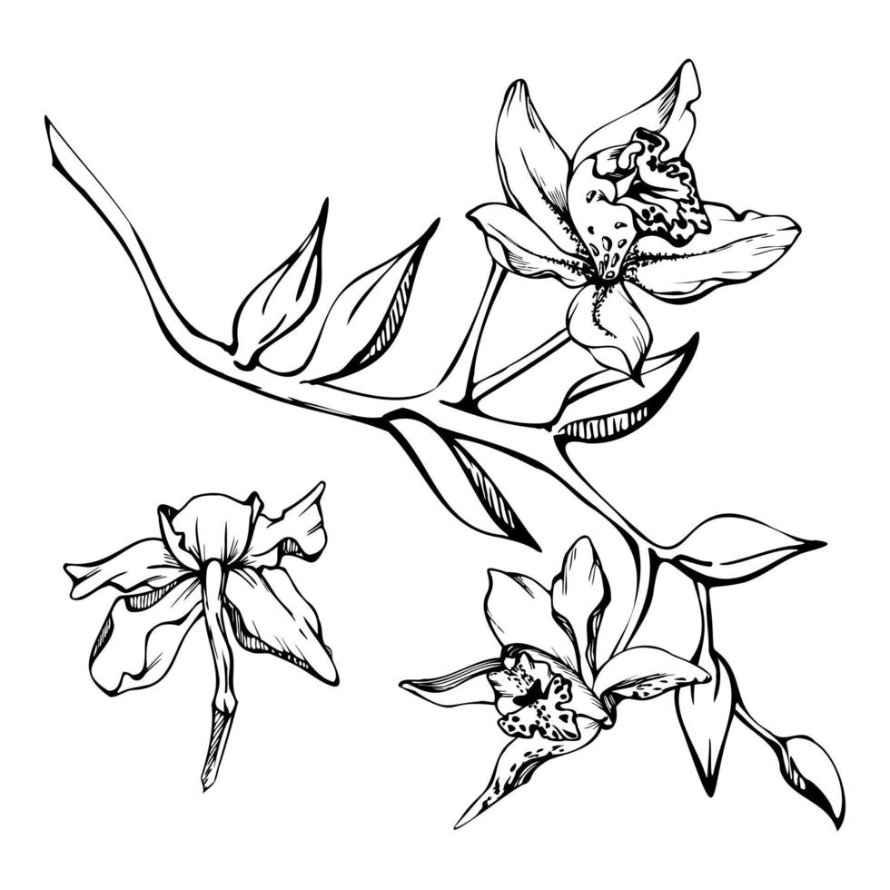 Hand drawn vector ink orchid flowers, stems, leaves, monochrome, detailed outline. Composition with branches. Isolated on white background. Design for wall art, wedding, print, tattoo, cover, card.