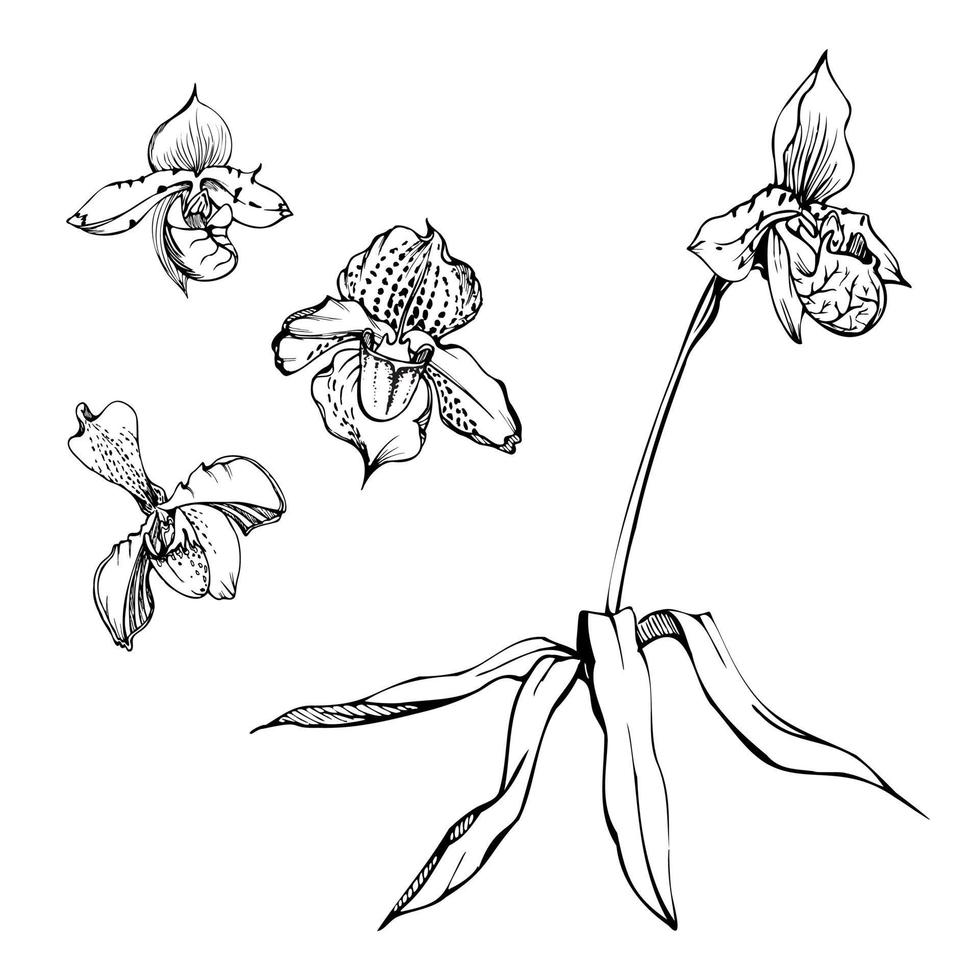 Hand drawn vector ink orchid flowers, stems, leaves, monochrome, detailed outline. Composition with branches. Isolated on white background. Design for wall art, wedding, print, tattoo, cover, card.