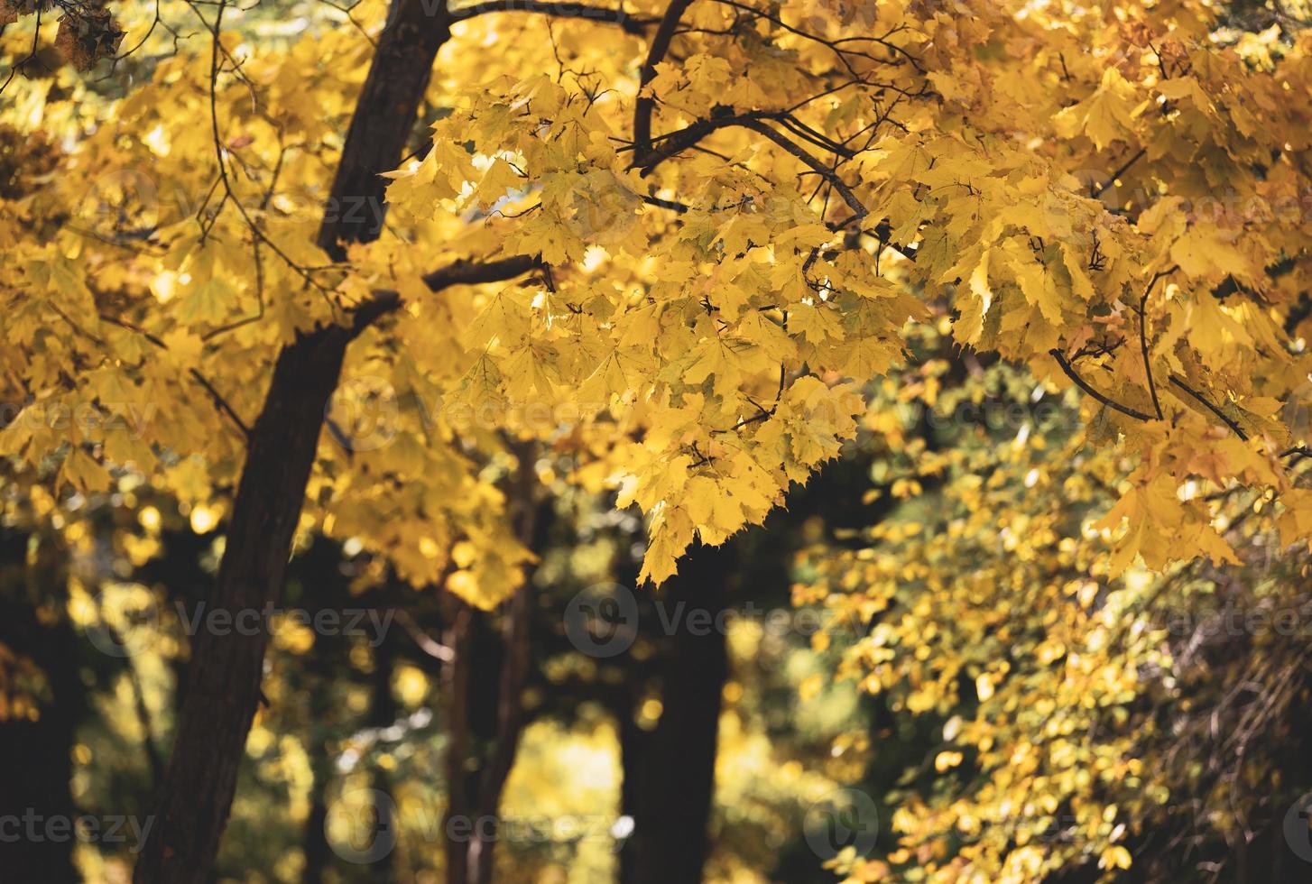 maple tree with yellow leaves in the autumn park. Autumn photo