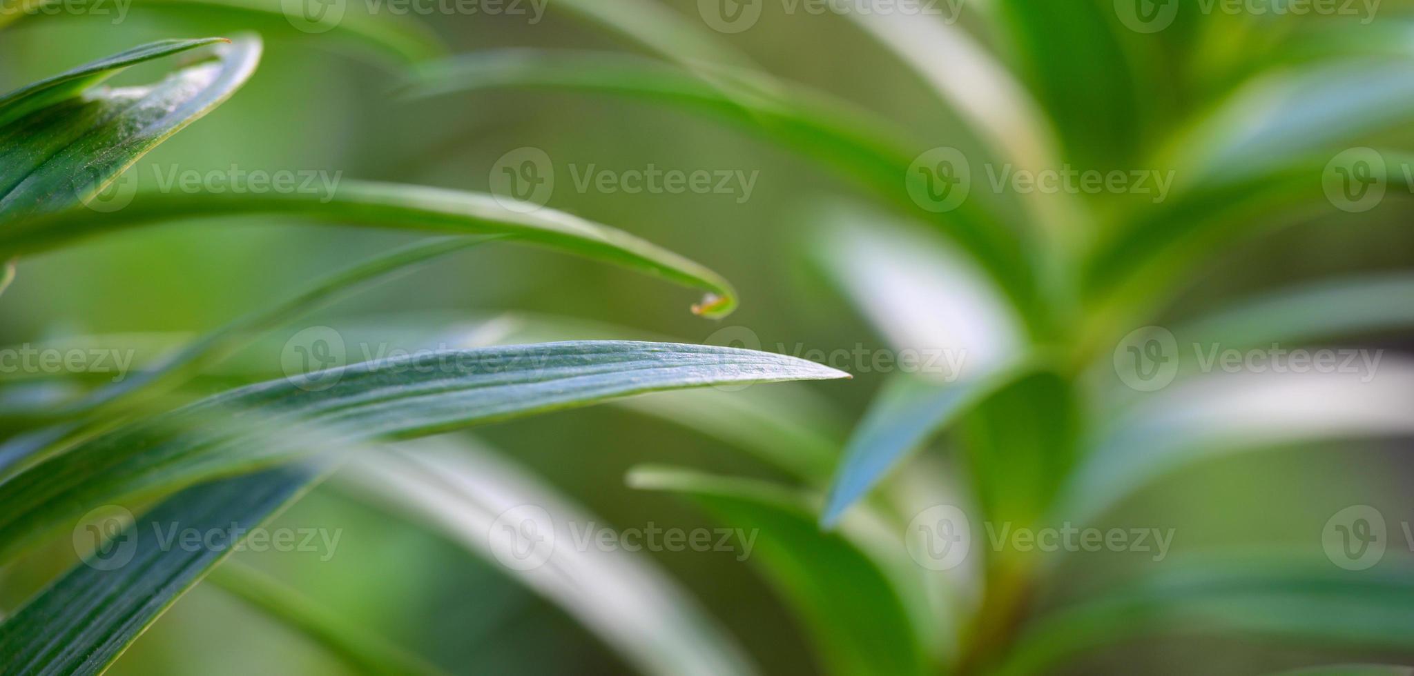 abstract background banner of leaves and stems of lilies photo