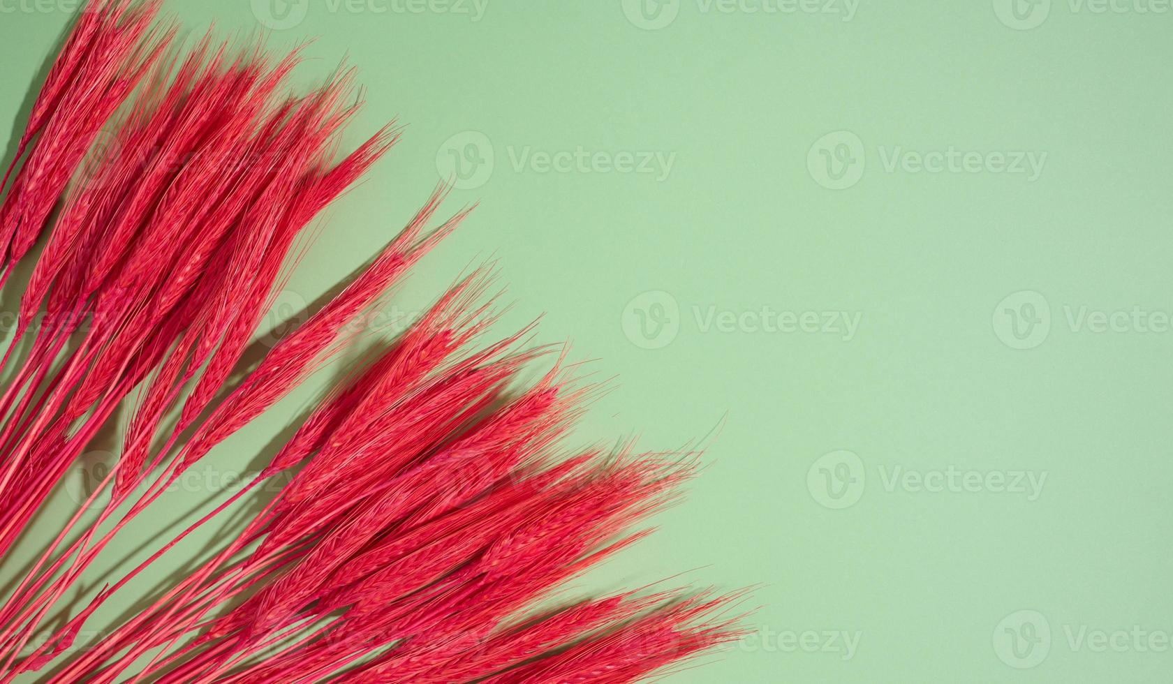 bunch of red wheat on a green background. Abstract background for designer photo