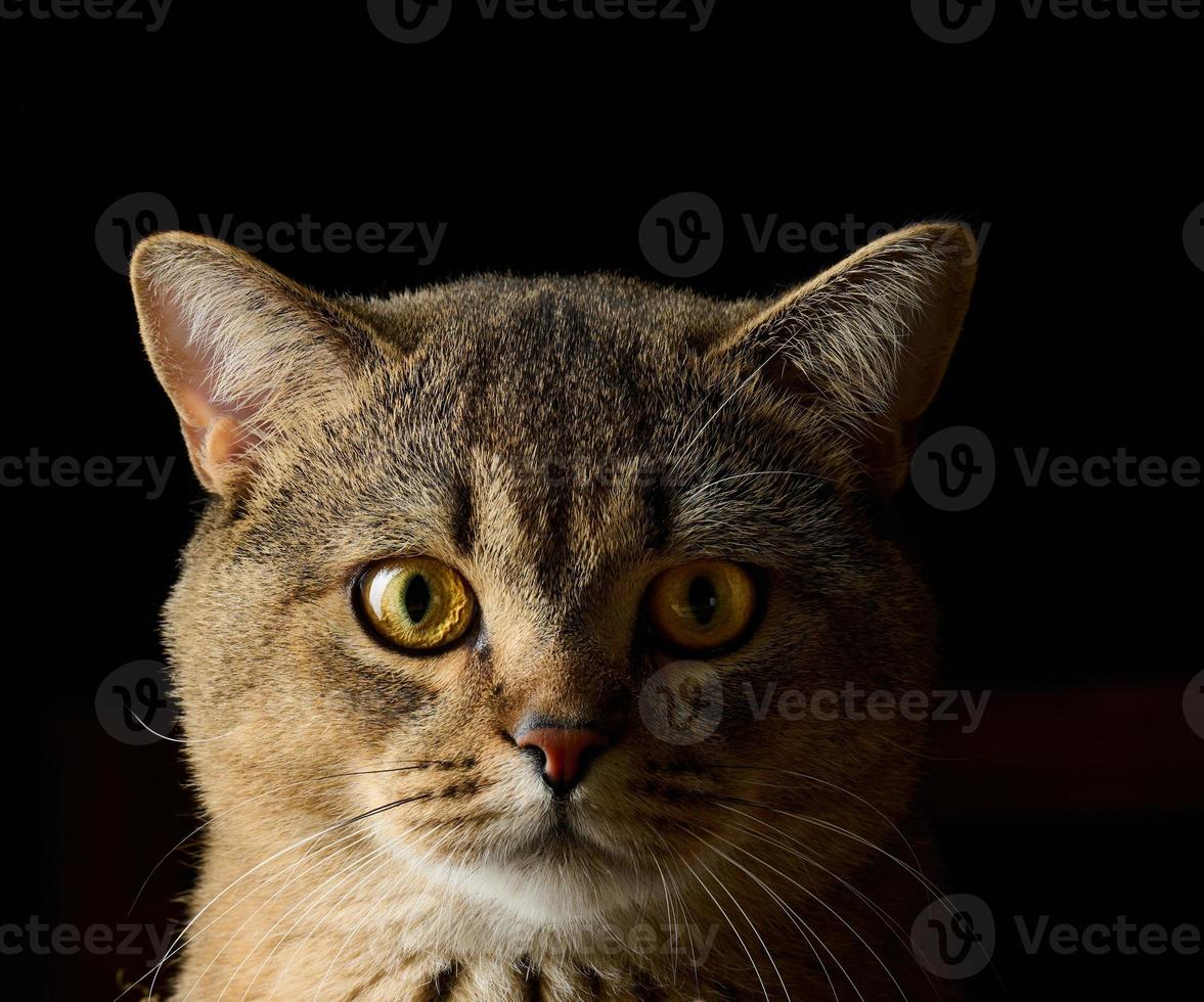 retrato de un gato recto escocés gris adulto sobre un fondo negro foto